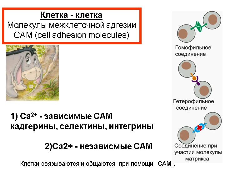 Клетка - клетка Молекулы межклеточной адгезии CAM (cell adhesion molecules) 1) Ca2+ - зависимые